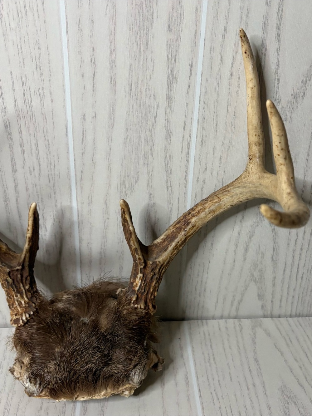 Vintage Whitetail Deer Antlers With Skull Cap Rustic Man Cave Cabin Decor 4 - Picture 3 of 9